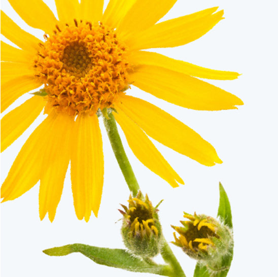 ing-arnica-montana-flower