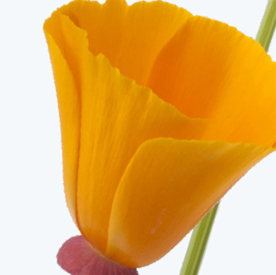 ing-california-poppy