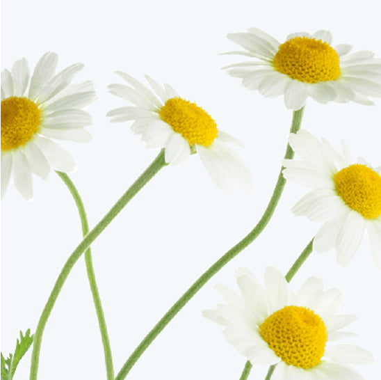 ing-chamomile-flowers