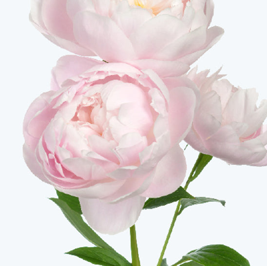 ing-chinese-peony-root