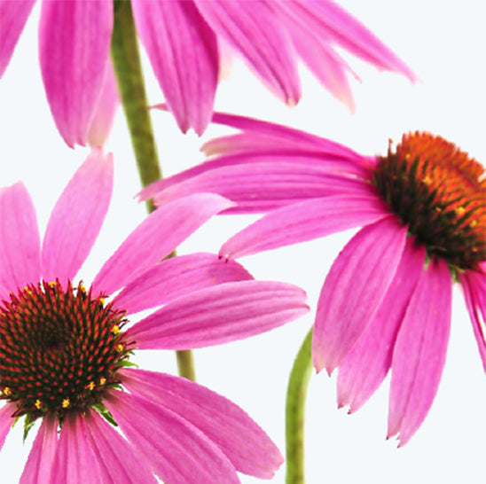 ing-echinacea-purpurea