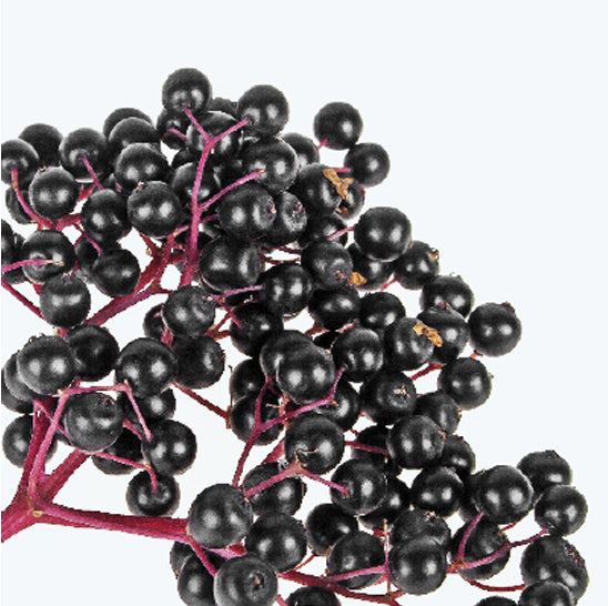 ing-elderberry-fruit