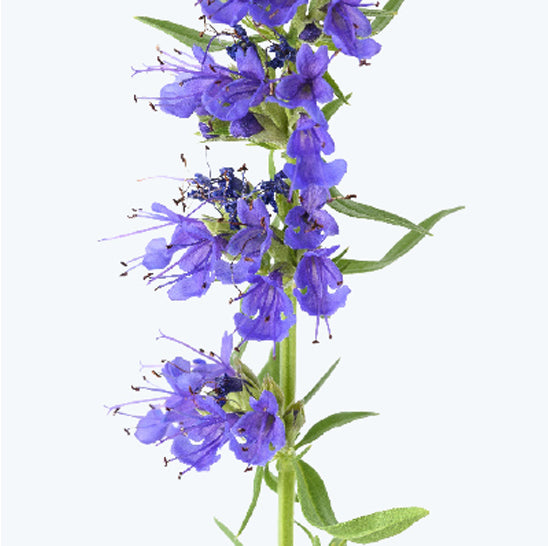 ing-fresh-anise-hyssop