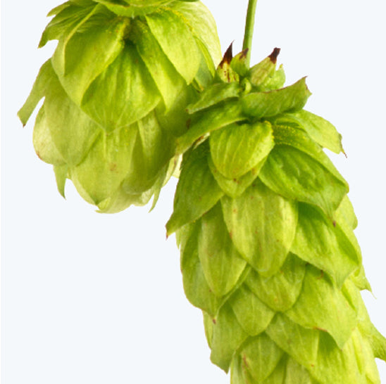 ing-hops-humulus