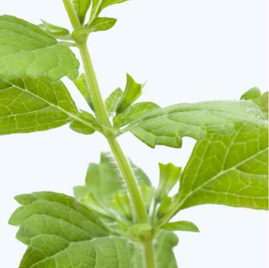 ing-lemon-balm