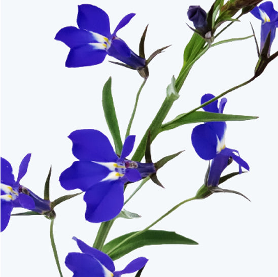 ing-lobelia