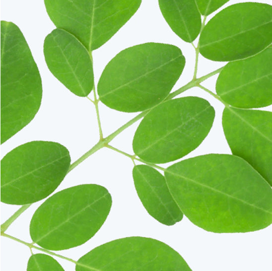 ing-moringa-oleifera-leaf-extract