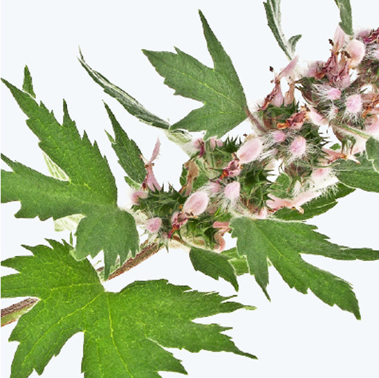 ing-motherwort