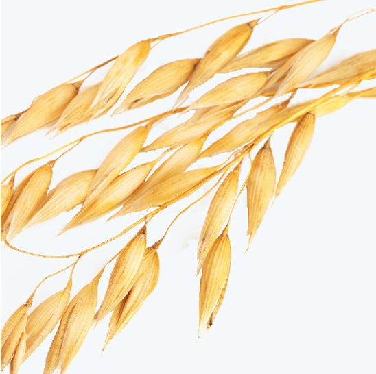 ing-oat-seeds