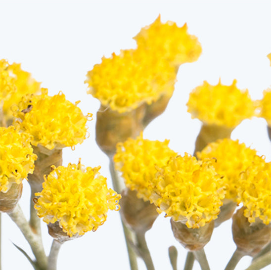 ing-organic-helichrysum