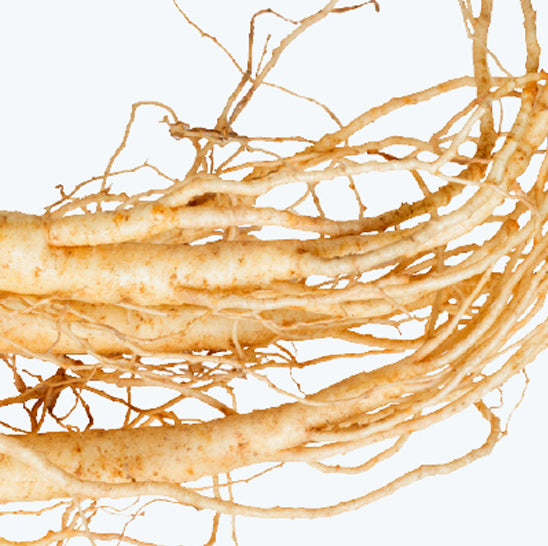 ing-panax-ginseng