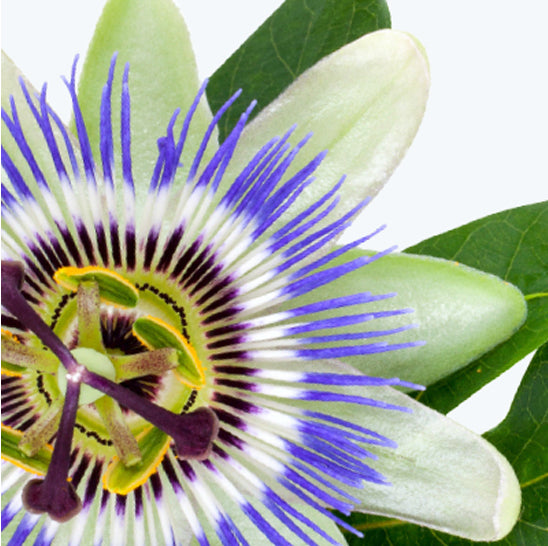 ing-passion-flower