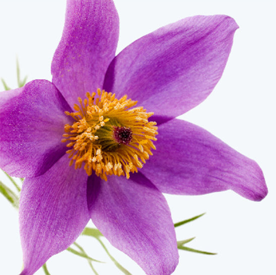 ing-pulsatilla