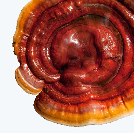 ing-reishi