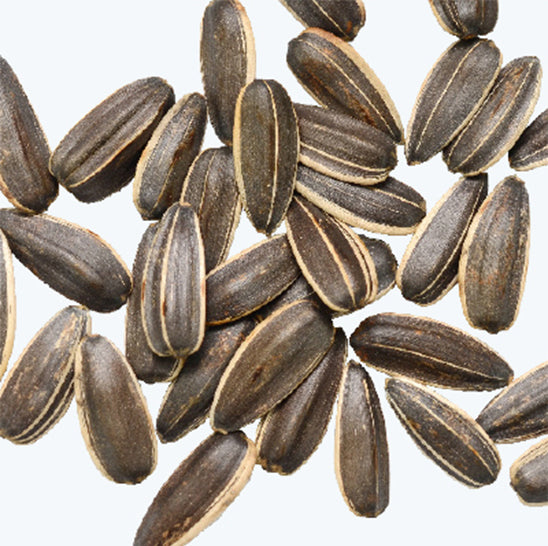 ing-sunflower-seed