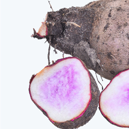 ing-wild-yam-root